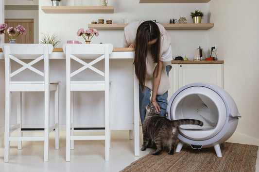 Ein Katzencoach erklärt: Wie Sie Ihre Katze dazu bringen, auf Kommando zu sitzen, zu spielen und zu miauen!