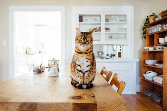 Wie Sie Ihre junge Katze an den KatzenRobo gewöhnen
