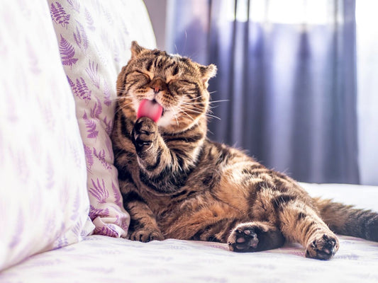 Wie oft sollte ich meine Katze baden?