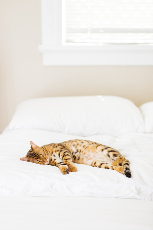 Wie kann ich herausfinden, ob meine Katze krank ist?