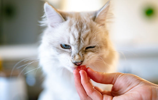 Was sollten Katzen essen und was nicht?