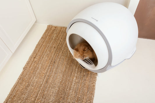 Ein KatzenRobo. Mehrere Katzen?