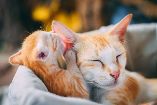 Wie alt werden Katzen?