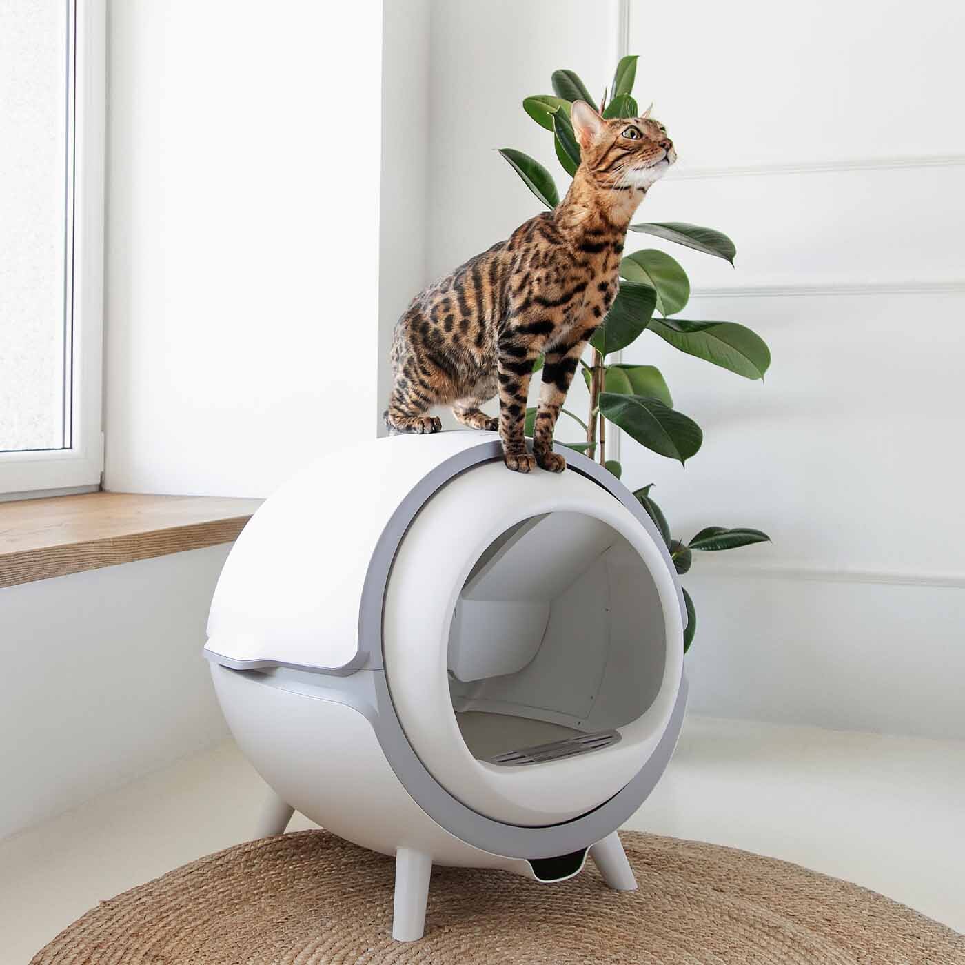 selbstreinigende katzentoilette katzenrobo