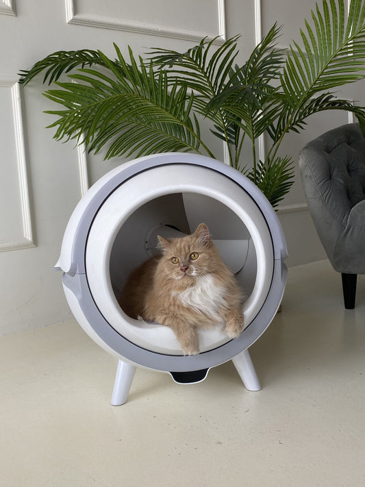 5 gute Gründe warum der KatzenRobo mehr als eine Katzentoilette ist
