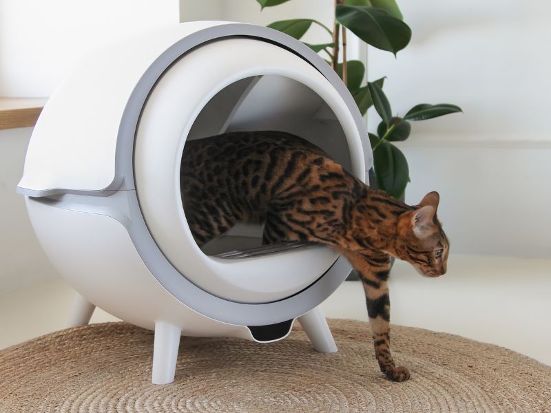 KatzenRobo - Automatisches, selbstreinigendes Katzenklo